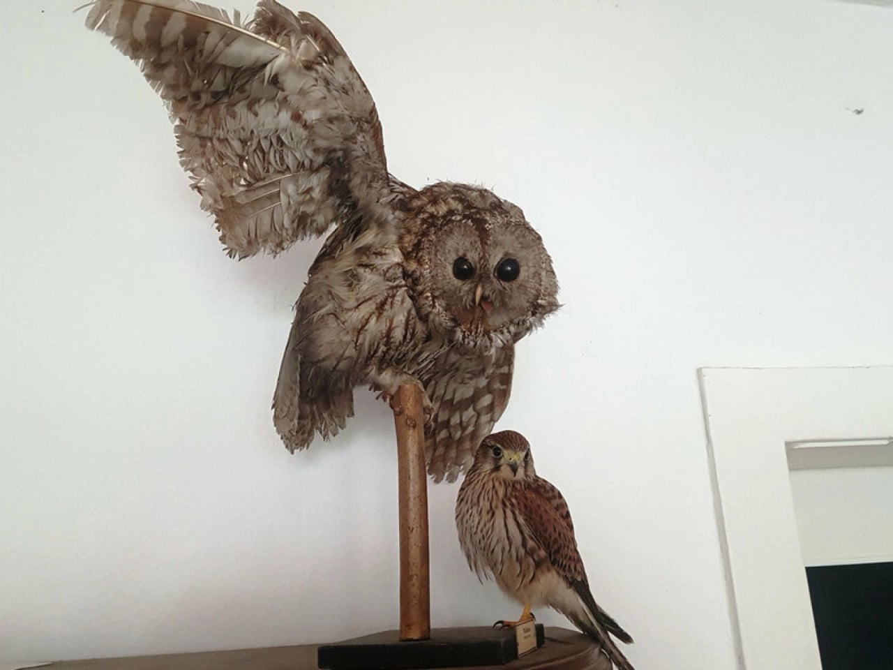 Turmfalke in der Wohnung Turmfalke in der Wohnung